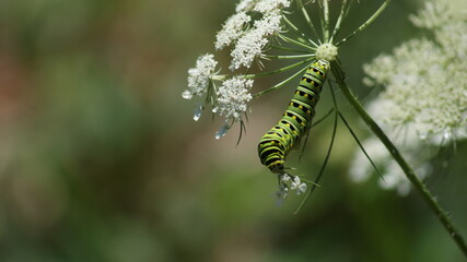 caterpillar on a flower