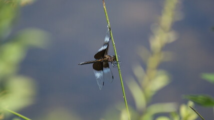 dragonfly on a branch