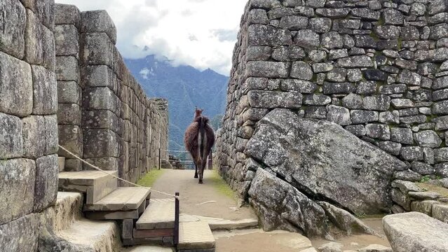Lama animal walking by ancient ruins, main famous Peruvian attraction ancient Inca city Machu Picchu, travel concept
