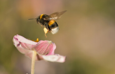 Eine dunkle Erdhummel fliegt gerade von einer Blüte los