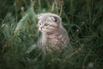 Naklejka na ściany i meble Scottish Fold cat walking on the green grass