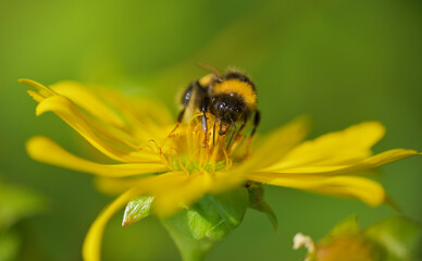 Nahaufnahme einer Erdhummel beim bestäuben einer gelben Blüte