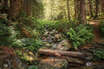 beautiful landscape with a small waterfall in a forest with stone terrain
