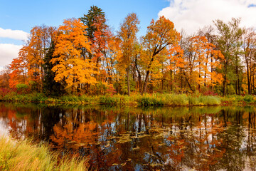 Autumn foliage in Pavlovsky park, Pavlovsk, Saint Petersburg, Russia