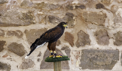 Falcon in captivity