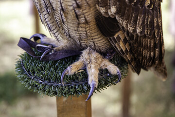 Legs of a falcon