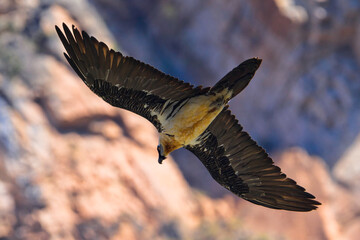 Adult Gypaète barbu Gypaetus barbatus Lammergeier Bearded vulture in flight from below, natural mountain rocky background	
