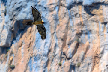 Subadult Gypaète barbu Gypaetus barbatus Lammergeier Bearded vulture in flight from below, natural mountain rocky background	