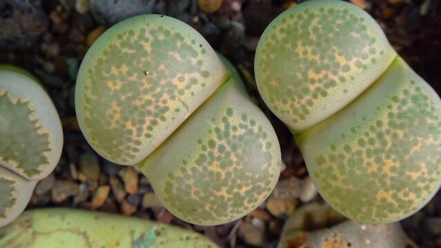 Mesembs (Lithops terricolor) South African plant from Namibia in the botanical collection of supersucculent plants