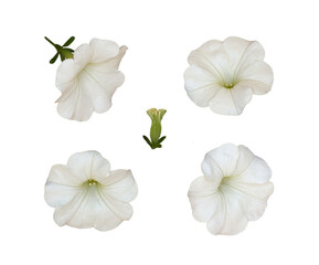 Set of white petunia flowers isolated
