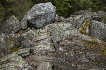 Rockgarden Trail in Glacier National Park in British Columbia,Canada,North America
