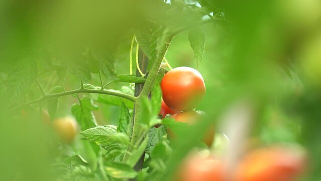 Ripe red tomatoes growing on a plant in a garden, surrounded by green leaves, fresh and ready for harvest