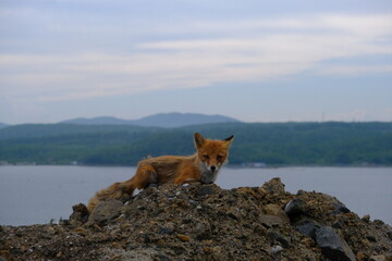 Fox on Russian Island, Vladivostok, Primorsky Krai, Russia