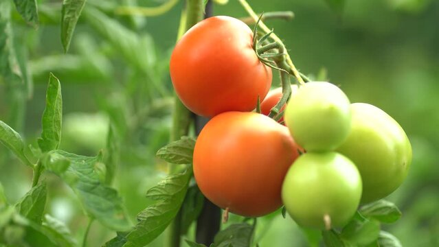 Ripe red tomatoes growing on a plant in a garden, surrounded by green leaves, fresh and ready for harvest
