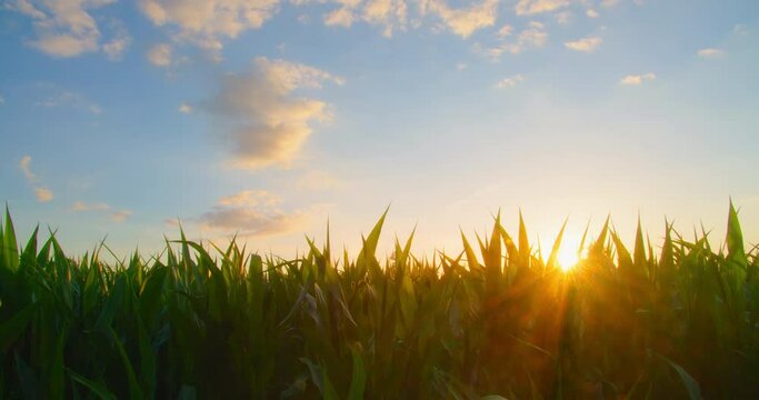 Corn Field In Sun Burst. Agriculture Cornfield In The Rays Of The Sun At Sunset. Corn Harvest. Green Lush Cob Plantation In The Countryside. The Concept Of Ecological Products. Close-up, Slider Shot.