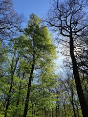 Natur