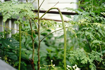 Moringa plant growing in backyard of American home- superfood medicinal plant, selective focus