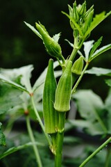 Okra plants growing in backyard garden in United States, selective focus