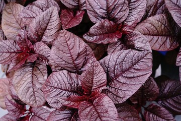 Red Spinach fresh Amaranth leaves growing in pot, selective focus