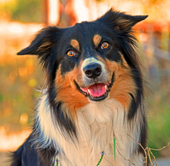 border collie dog