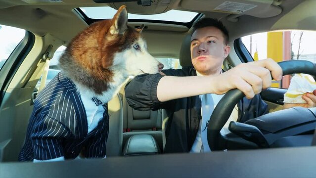 Close up funny shot attractive businessman driving eat burger with a friend dog. Husky wants to eat food in a car on sunny day. Cute pet. Smiling. Travel together