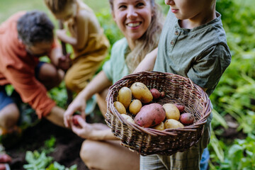 Farmer family harvesting potatoes together in garden in summer.