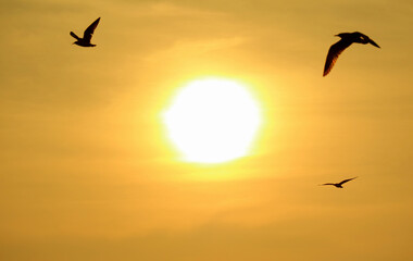 Silhouette of Flying Birds on Golden Morning Sky with the Rising Sun