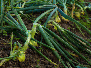 Obraz premium Harvested yellow onions lie on the ground in a plantation. Drying bulbs before long-term storage and winter use.