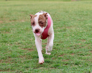american staffordshire terrier dog