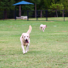 golden retriever running