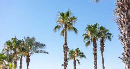 Palm trees against the blue sky.