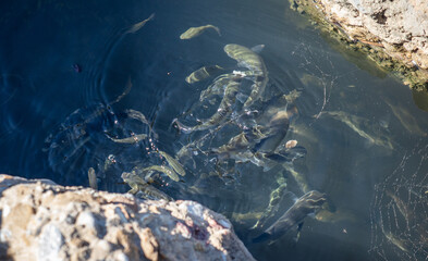 A flock of fish float on the surface of the water.