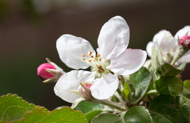 Fototapeta premium Flowers on an apple tree in spring.