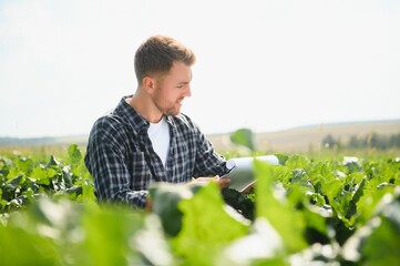 Farmer checking crop in a sugar beet field. Agricultural concept