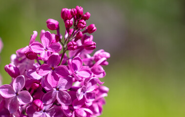 Beautiful lilac flowers in nature.