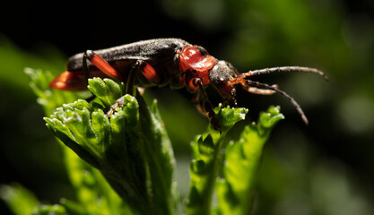 Beetle on a green leaf in nature.