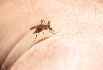 A mosquito drinks blood on human skin.