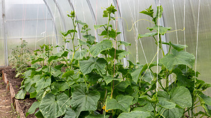 Green cucumber plants in a greenhouse.