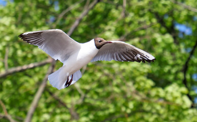 Portrait of a seagull in flight on a background of trees