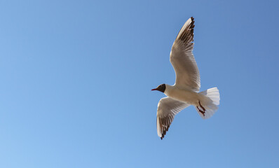 Portrait of a seagull in flight against the sky.