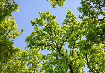 Green leaves on the trees in the park. Nature