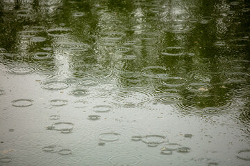 Raindrops on the surface of the water in the pond.