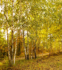 Obraz premium Yellow birches in the forest in autumn.