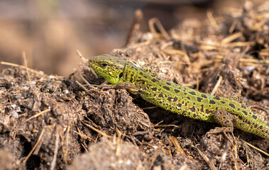 Green lizard on the ground in spring.