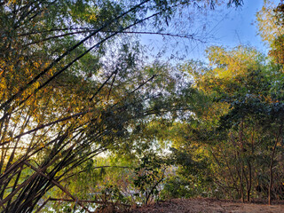 trees in the forest