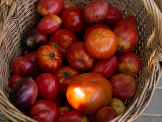 a bunch of tomatoes in a wicker basket, farm harvest