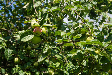 Small ripe yellow and red apples on a tree in a garden ready for harvesting on a sunny summer day