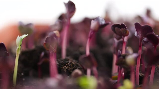 Growing radish sango sprouts time lapse. Sprouts germinate from seeds. Spring timelapse of young plants growing
