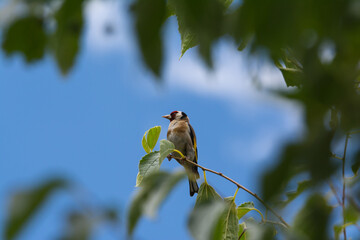a goldfinch in a tree