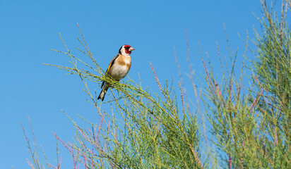 goldfinch sitting in a bush